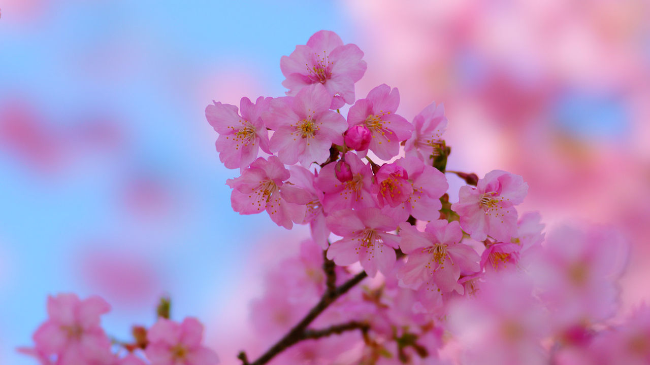 sakura10