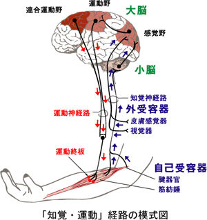 core_img1